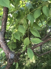 Prunus triloba