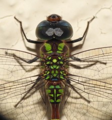 Triacanthagyna caribbea