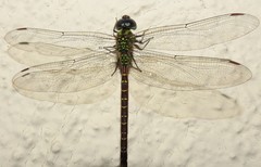 Triacanthagyna caribbea