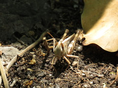 Rhammatocerus viatorius