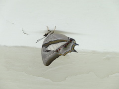 Polyura schreiber