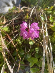Kalmia microphylla microphylla