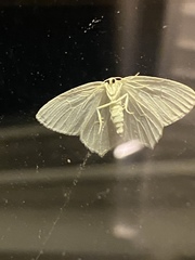 Campaea perlata