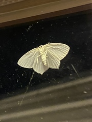Campaea perlata