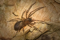 Desidae