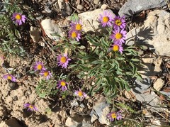 Erigeron asperugineus