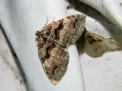 Anticlea vasiliata