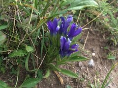 Gentianopsis barbellata