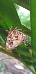 Sarota chrysus