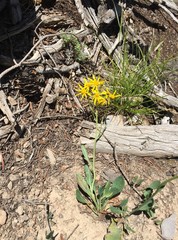 Senecio crassulus
