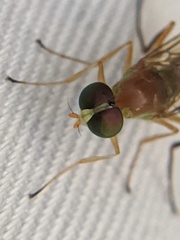Ptecticus trivittatus