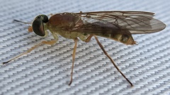 Ptecticus trivittatus