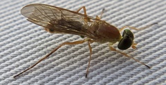 Ptecticus trivittatus