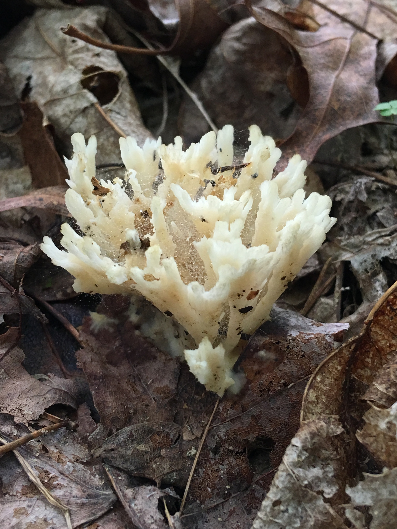 Tremellodendron pallidum image