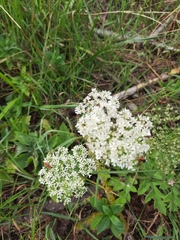 Heracleum sphondylium