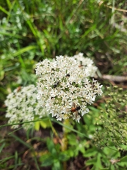 Heracleum sphondylium