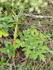 Heracleum sphondylium
