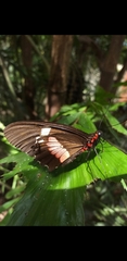 Parides iphidamas