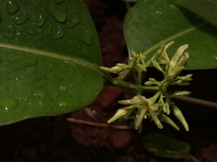 Cryptolepis buchananii