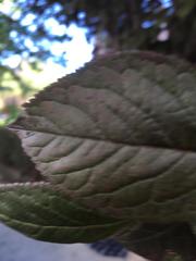 Prunus
