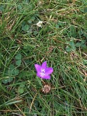 Campanula parryi