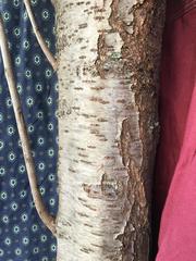 Prunus