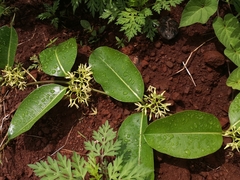 Cryptolepis buchananii
