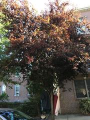 Prunus