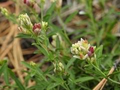 Rhinotropis cornuta cornuta