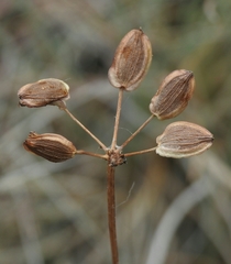 Lomatium engelmannii