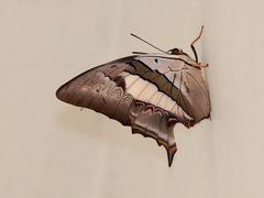 Polyura schreiber