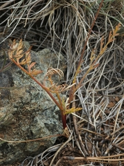 Lomatium engelmannii