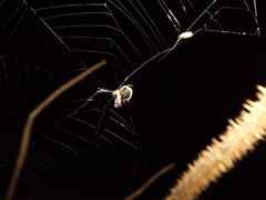 Hypognatha