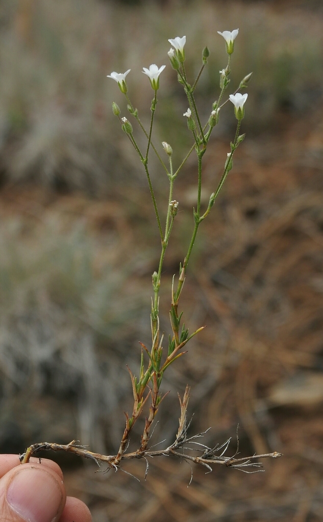 Scott Mountain sandwort