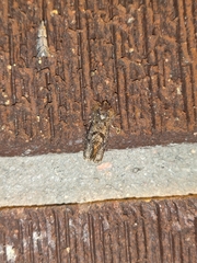 Acrolophus arcanella