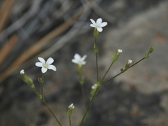 Sabulina stolonifera