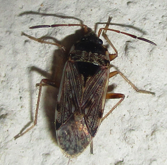 Elasmolomus transversus