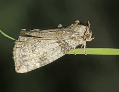 Tetheella fluctuosa