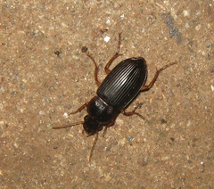 Harpalus pensylvanicus