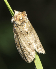 Tetheella fluctuosa