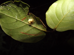 Taczanowskia sextuberculata