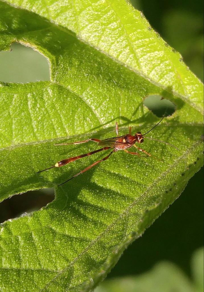 Anomalonini