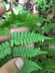 Athyrium asplenioides