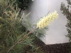 Grevillea whiteana