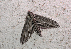 Sphinx canadensis