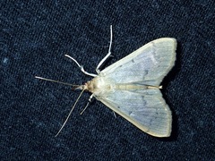 Poliobotys