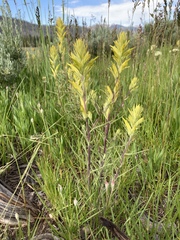 Castilleja flava flava