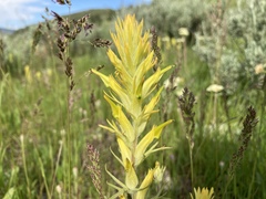 Castilleja flava flava