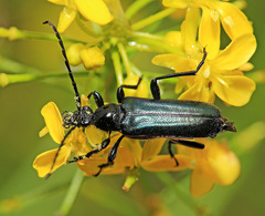 Anoplodera cyanea