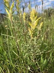 Castilleja flava flava